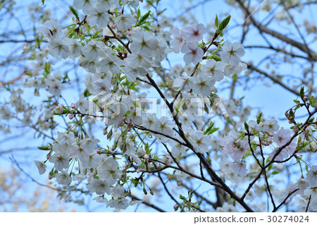 Yokohama · Kanazawa Nature Park 30274024