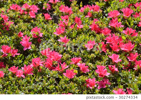 映山紅 30274334