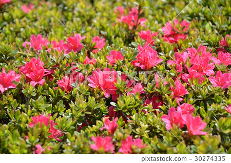 映山紅 30274335