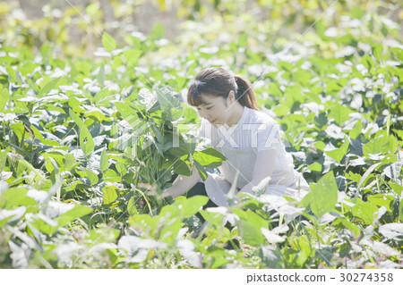 收穫毛豆豆園 30274358