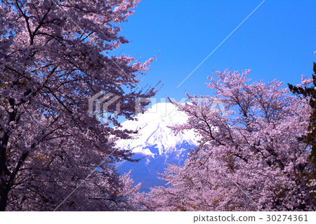 Fuji wrapped in cherry blossoms 30274361