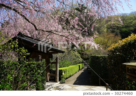 風景 櫻花 櫻桃樹 首頁 照片 人物 男女 日本人 風景 櫻花 櫻桃樹 *