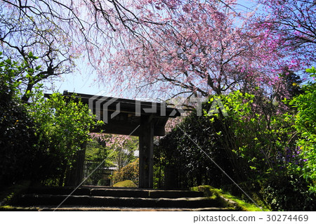 四月鎌倉246櫻花盛開Moekizukuin·垂枝櫻花 四月鎌倉246櫻花盛開Moekizukuin·垂枝櫻花 30274469