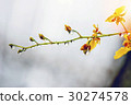 yellow orchid with water drop under the sunlight 30274578