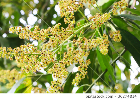 Mango tree flowering in bloom close up Stock Photo