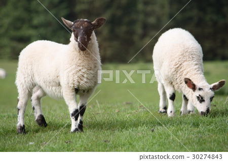 Two young lambs eating grass happily. 30274843