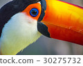 Toucan 30275732