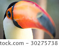 Toucan 30275738