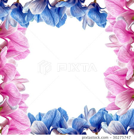 Magnolia flower blossom isolated on white 30275747
