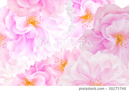 Sakura blossoms background Sakura blossoms background 30275748