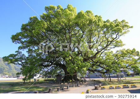 Tokushima Prefecture Higashi Miyoshi Town Kamo no Kyushu 30275914