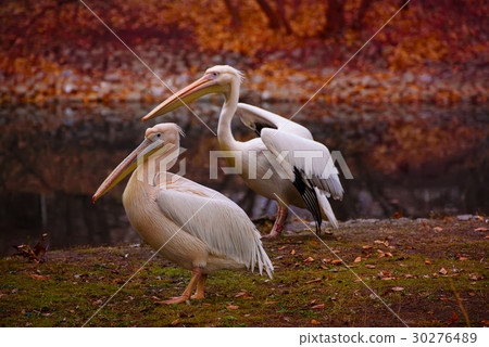 Pelican in the park Pelican in the park 30276489