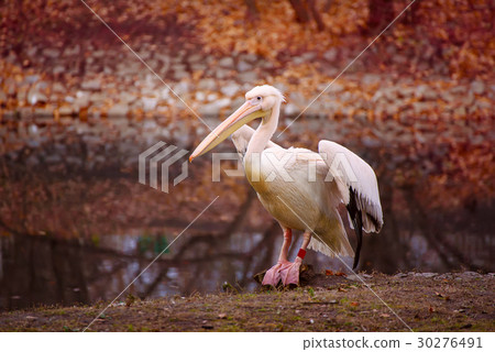 Pelican in the park Pelican in the park 30276491
