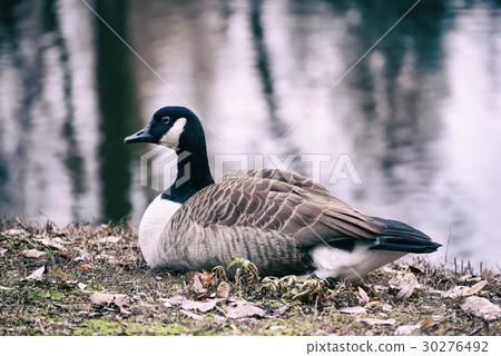 Canada goose bird Canada goose bird 30276492