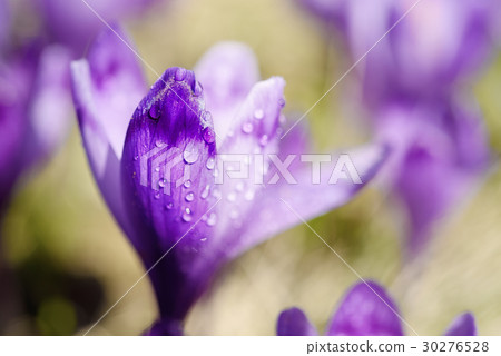 Spring crocus flower Spring crocus flower 30276528