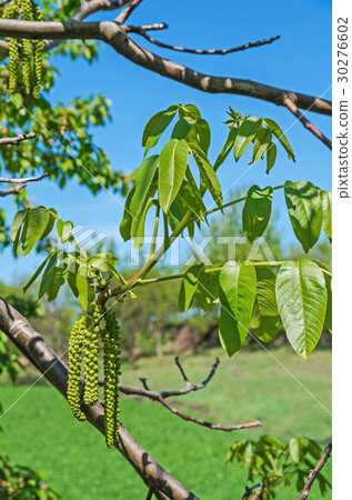 Walnut flowers 30276602