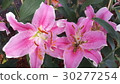 Beautiful flowers in the garden  30277254
