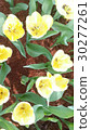 Beautiful flowers in the garden  30277261