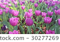 Beautiful flowers in the garden  30277269
