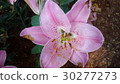 Beautiful flowers in the garden  30277273