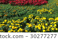 Beautiful flowers in the garden  30277277