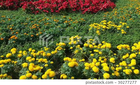 Beautiful flowers in the garden  30277277