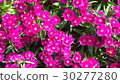 Beautiful flowers in the garden  30277280