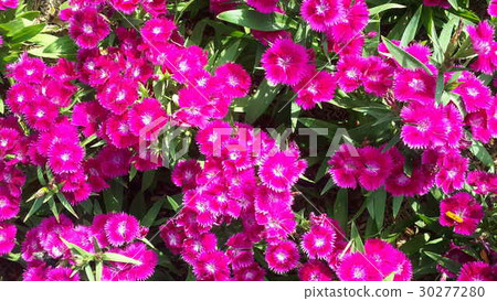 Beautiful flowers in the garden Beautiful flowers in the garden 30277280