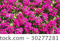 Beautiful flowers in the garden  30277281