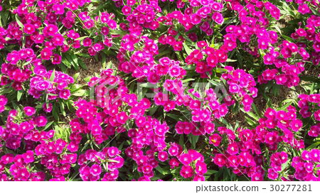 Beautiful flowers in the garden Beautiful flowers in the garden 30277281