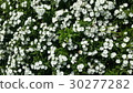 Beautiful flowers in the garden  30277282