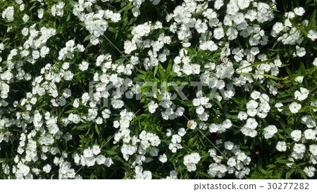 Beautiful flowers in the garden Beautiful flowers in the garden 30277282