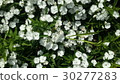 Beautiful flowers in the garden  30277283
