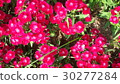 Beautiful flowers in the garden  30277284