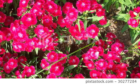Beautiful flowers in the garden Beautiful flowers in the garden 30277284