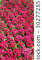 Beautiful flowers in the garden  30277285