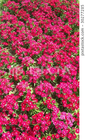 Beautiful flowers in the garden Beautiful flowers in the garden 30277285