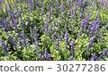 Beautiful flowers in the garden  30277286