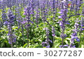 Beautiful flowers in the garden  30277287