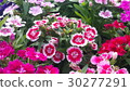 Beautiful flowers in the garden  30277291