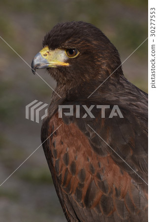 Harris Hawk Harris Hawk 30277553
