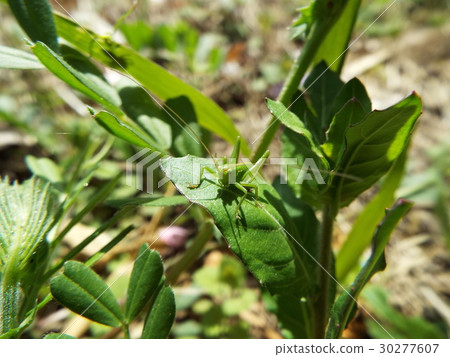 Yabukiri larva 30277607