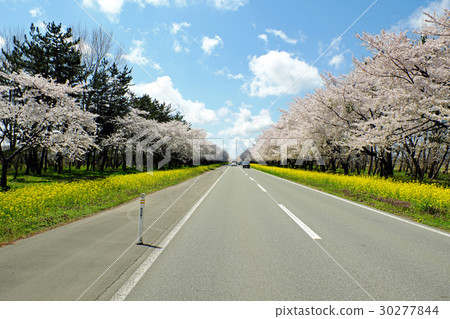 Spring Ogata village Rape flower road 30277844