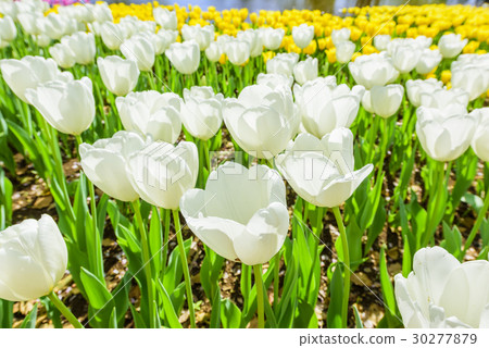 Tulip field Tulip field 30277879