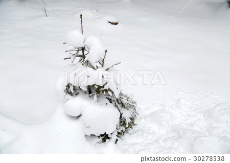 Piece of pine in the snow Piece of pine in the snow 30278538
