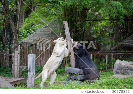 Lion and bear Lion and bear 30278831