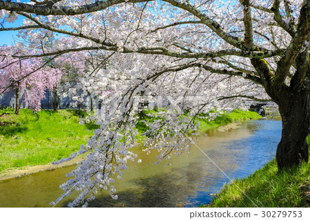Cherry blossom trees in Ishikawa 30279753