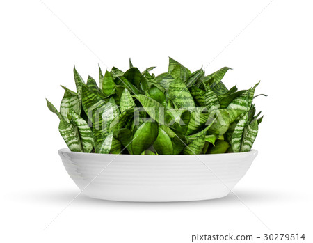 Sansevieria trifasciata a potted plant isolated  30279814