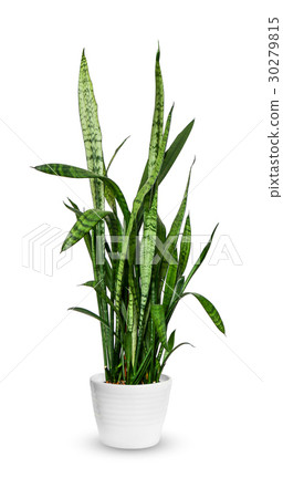 Sansevieria trifasciata a potted plant isolated  30279815