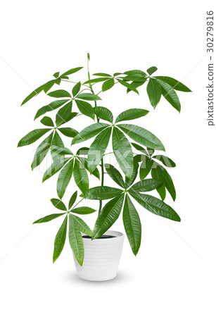 Pachira aquatica a potted plant isolated Pachira aquatica a potted plant isolated 30279816